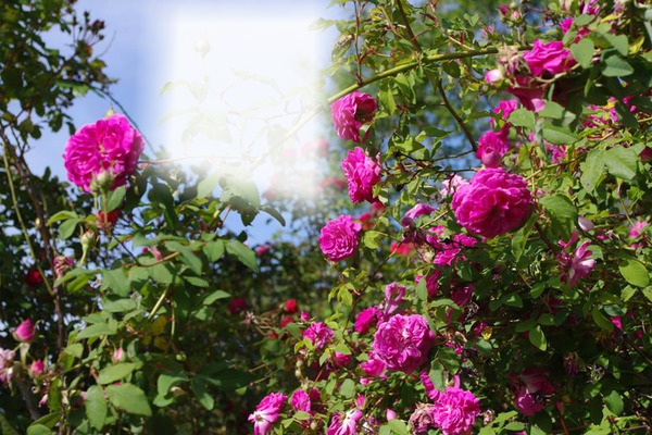 Un jardin de roses Montage photo