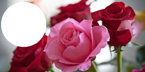 jolie roses Fotomontage