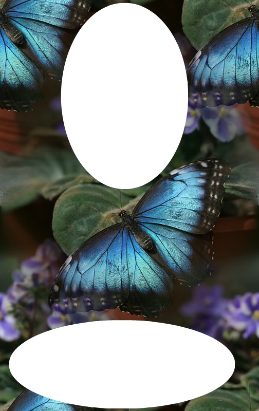 vlinders Photo frame effect