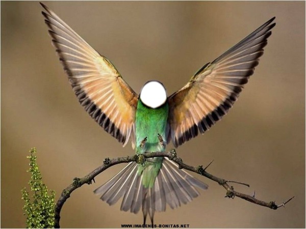Hombre colibri Photomontage