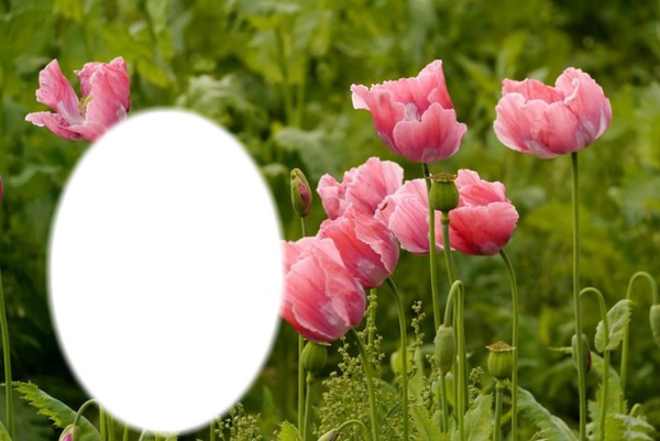 fleurs tulipes rose* Fotomontage