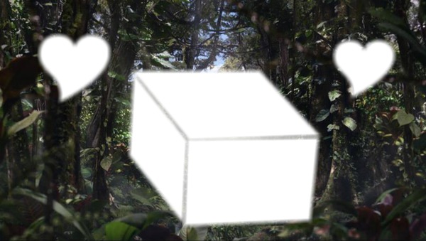 cubo no mato Montaje fotografico