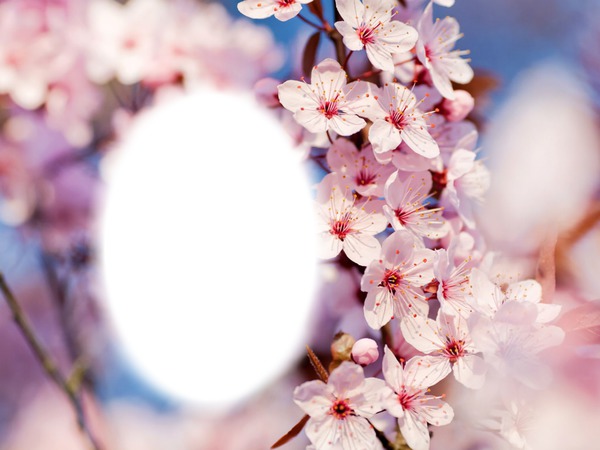 pink blossom Photo frame effect