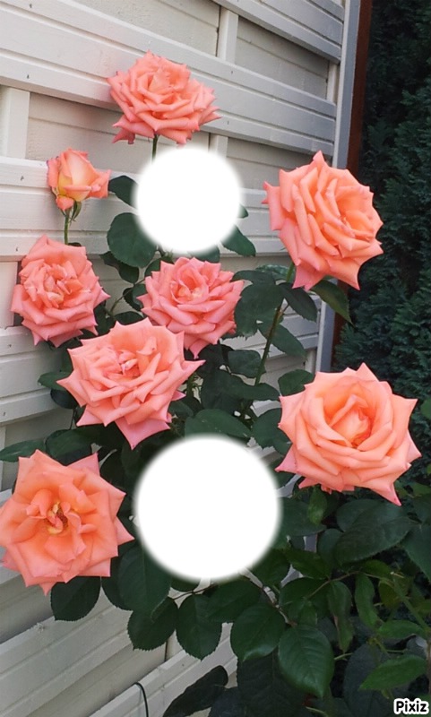 bouquet de roses Fotomontage