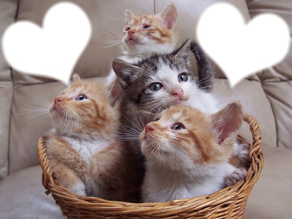 *Famille chatons* Fotomontažas