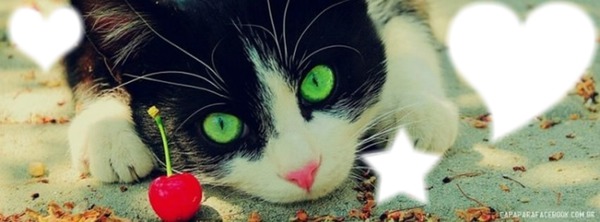 Green Eye Cat Фотомонтажа
