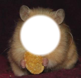 Rome hamster Photo frame effect