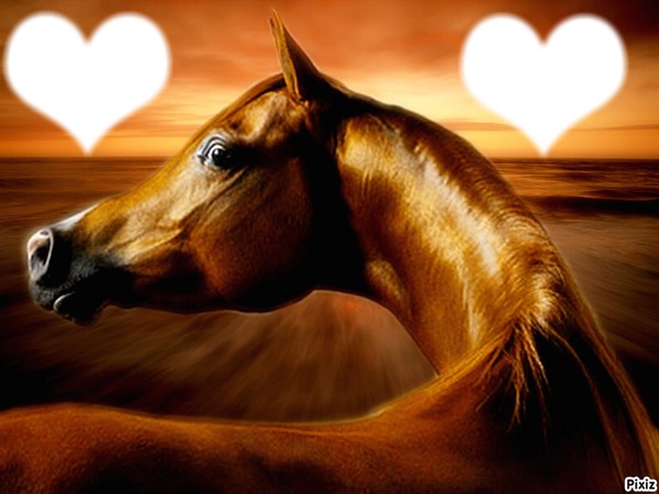 Cheval amour Photomontage