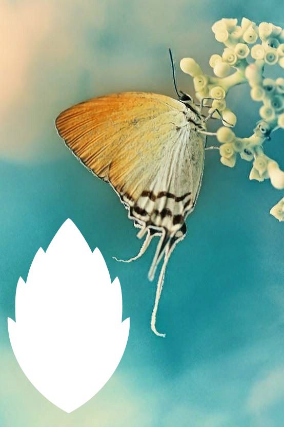 mariposa 2 Fotomontage