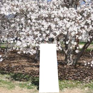 magnolia Fotomontagem