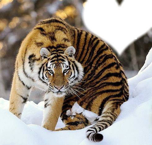 tigre dans la neige Montaje fotografico