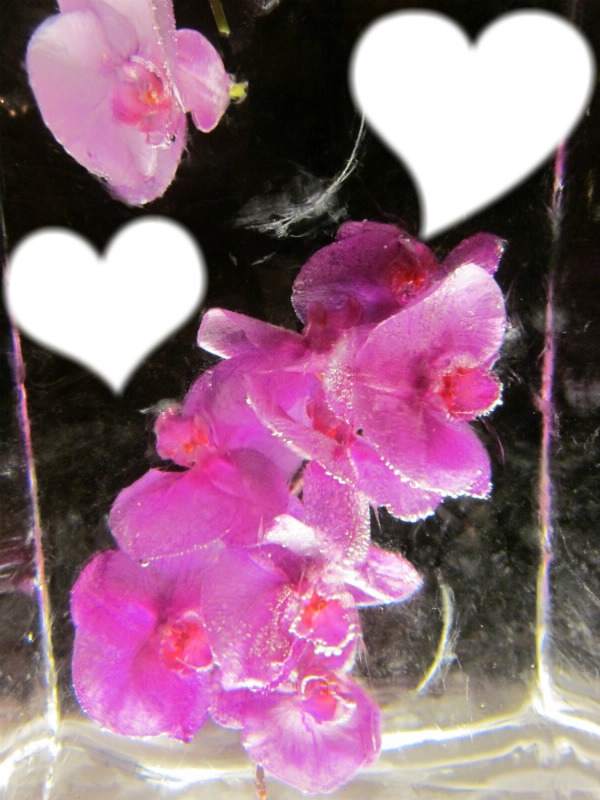 Marie orchid coeur Fotomontage