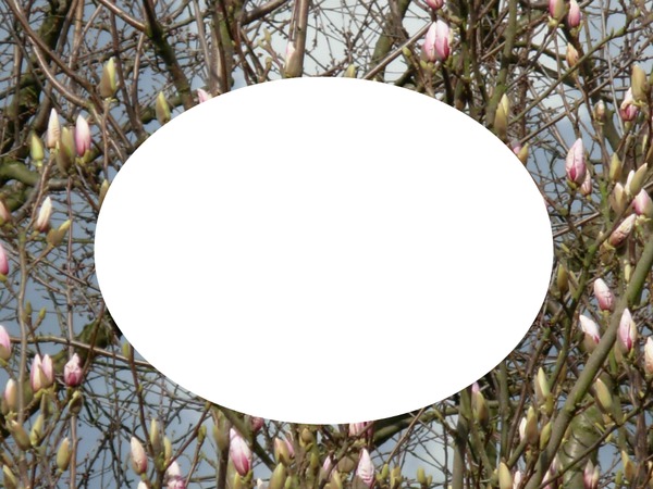 printemps ; magnolias for ever フォトモンタージュ