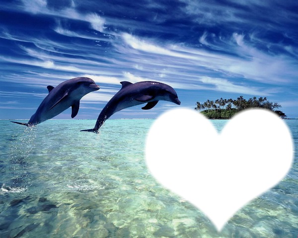 coeur  du  dauphin Montage photo