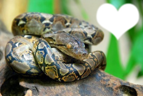 serpent python Photo frame effect