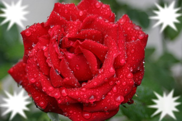 rose du matin Fotomontāža
