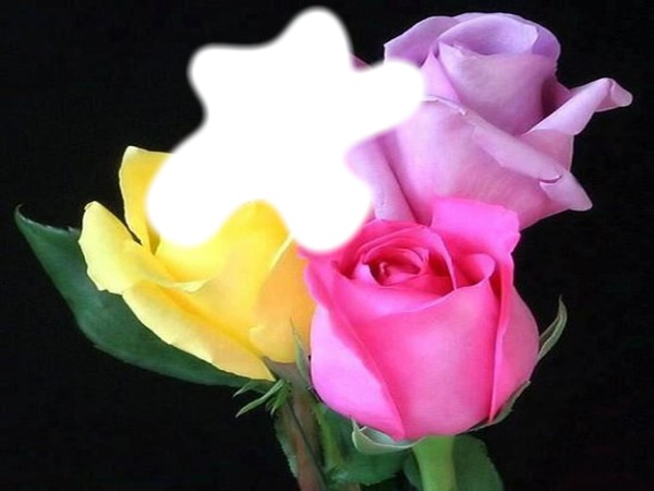 roses multicolore Fotomontáž