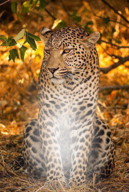 leopardo Montaje fotografico