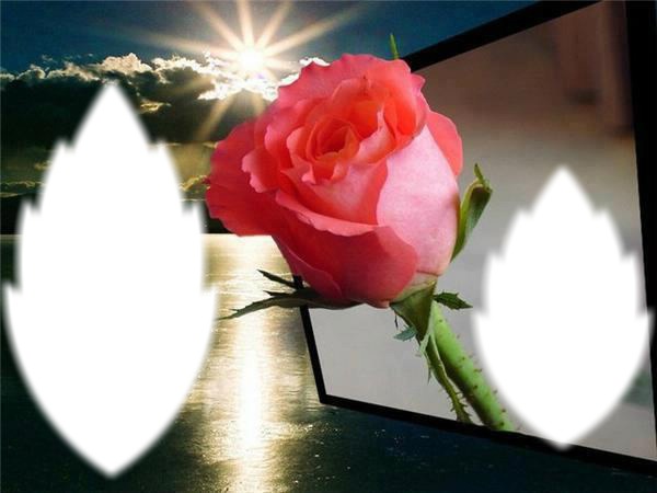 Hermosa Rosa Photo frame effect