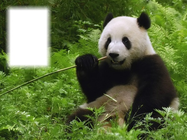 "panda" Fotomontaggio