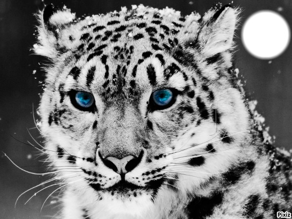 Jaguard blanc Montaje fotografico