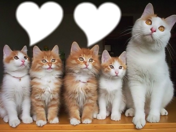 *Famille chatons* Fotomontažas
