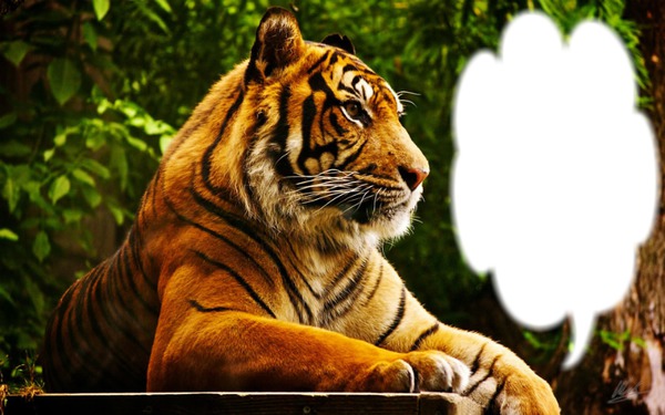 tigre Montaje fotografico