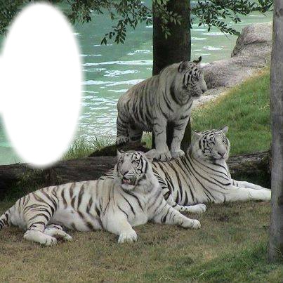 tigres Montaje fotografico