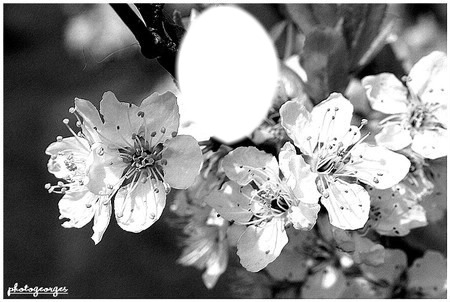 fleur noir et blanc Montage photo