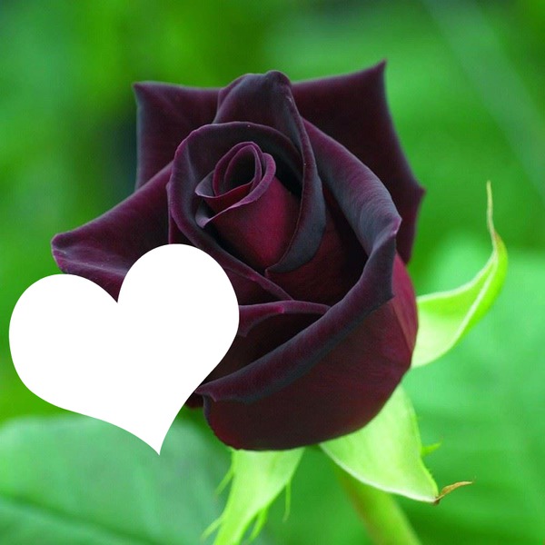 rose black beauty Fotomontasje