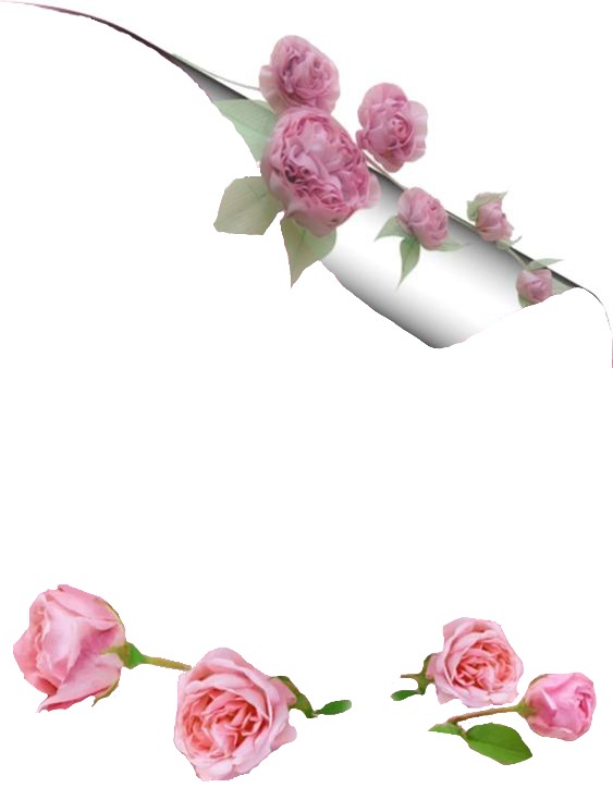 pergamino y rosas rosadas. Fotomontagem