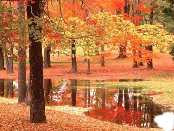 automne flaque sous bois Фотомонтажа