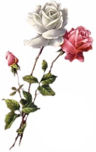 Roses Φωτομοντάζ