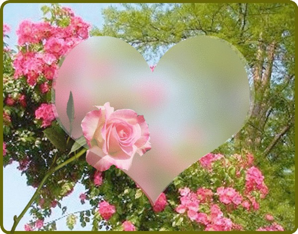 Les Roses Photo frame effect