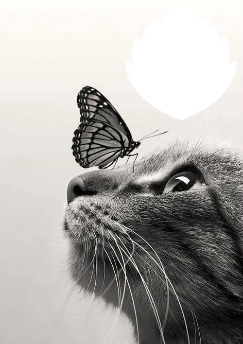gato y mariposa フォトモンタージュ