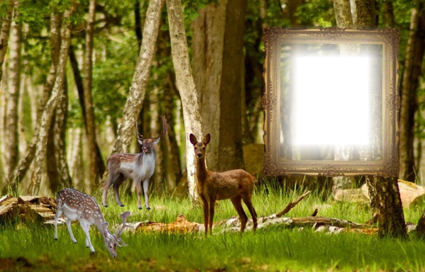 Cadre nature Photo frame effect