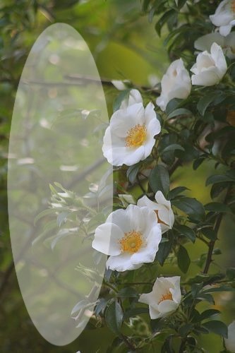 flower Photo frame effect