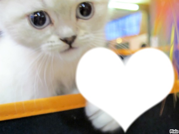 le chaton du coeur <3 フォトモンタージュ