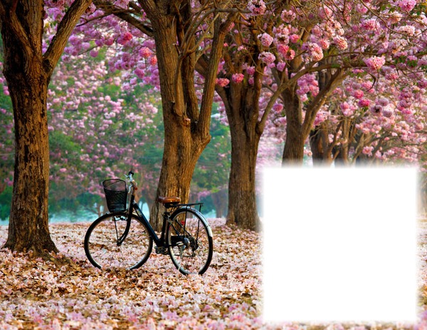 Bicyclette-arbres en fleurs Фотомонтажа