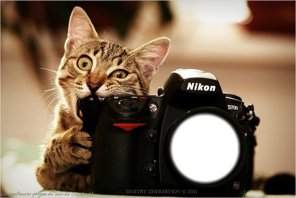 le chat Photomontage