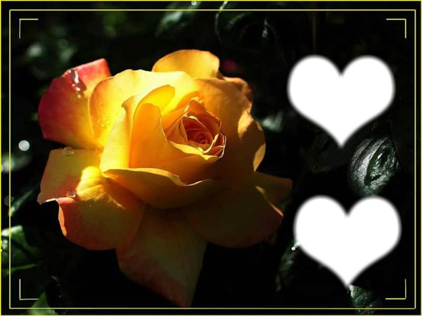 rose avec deux coeurs Фотомонтаж