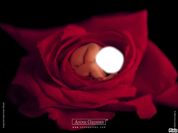bébé dans une rose Photo frame effect