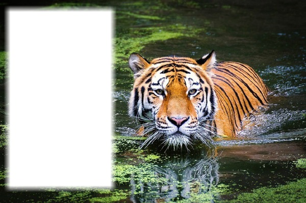Tigris Montaje fotografico