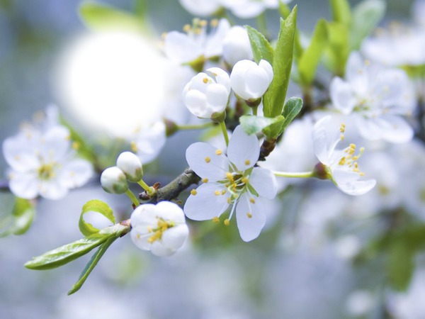 C'est le printemps Montaje fotografico