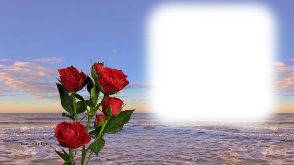 flores de playa Montaje fotografico