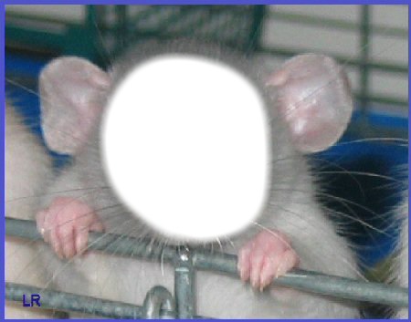 Tête de rat Photo frame effect