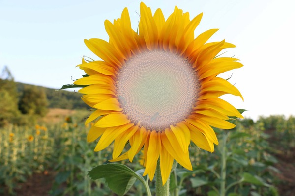 Sunflower Fotomontáž