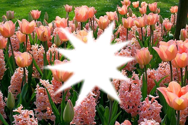 tulipes Фотомонтажа