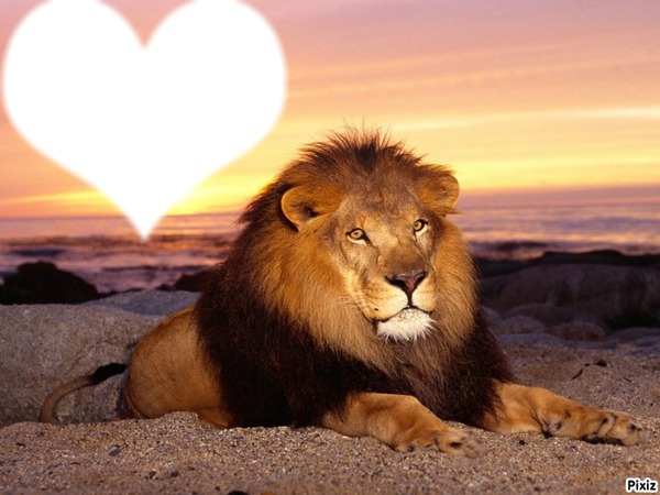 Lion avec couchéde soleil Montaje fotografico