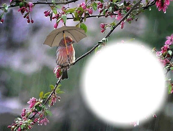 Oiseau sous la pluie Photomontage